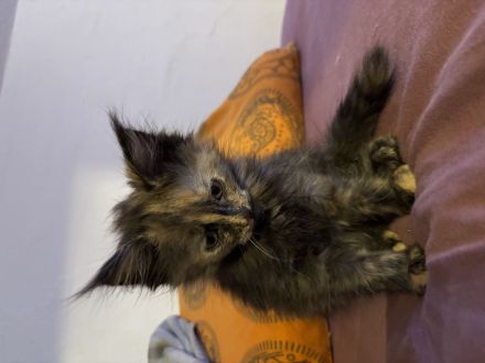 Katzenbabys