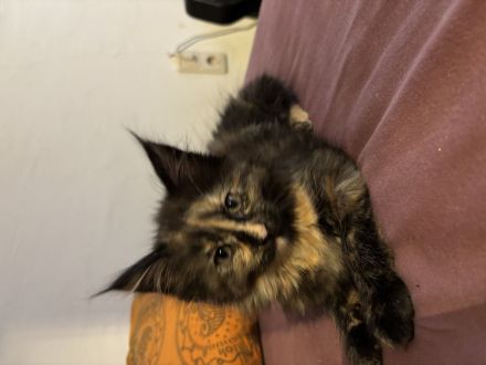 Katzenbabys