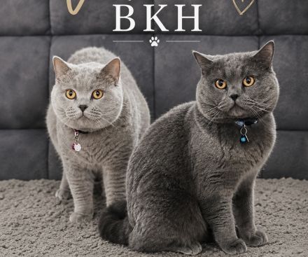 BKH britisch kurzhaar katze 🩶