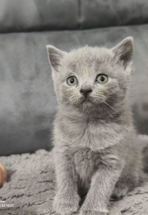 BKH britisch kurzhaar katze 🩶