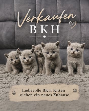 BKH britisch kurzhaar katze 🩶