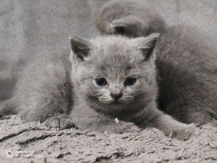 BKH britisch kurzhaar katze 🩶