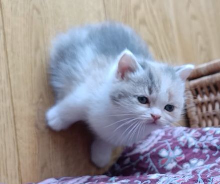 Zuckersüße Kitten