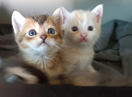 Zuckersüße Kitten