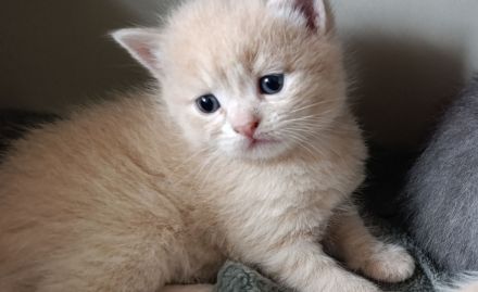 Zuckersüße Kitten