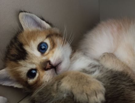 Zuckersüße Kitten