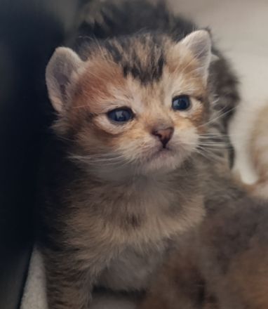 Zuckersüße Kitten