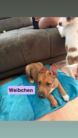 Welpen zu verkaufen
