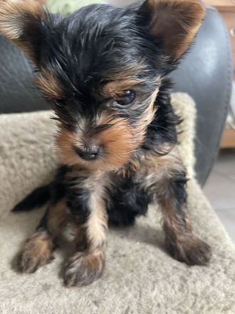 Reinrassige Yorkshire Terrier Welpen suchen ein neues Zuhause