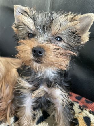 Sehr klein bleibende Yorkshire Terrier Hündin, Welpe, sucht ein neues Zuhause