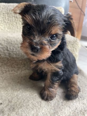 Reinrassige Yorkshire Terrier Welpen suchen ein neues Zuhause