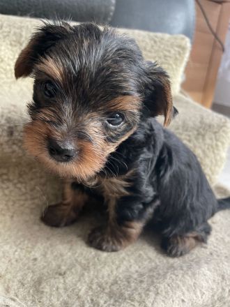 Reinrassige Yorkshire Terrier Welpen suchen ein neues Zuhause