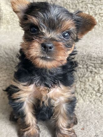 Reinrassige Yorkshire Terrier Welpen suchen ein neues Zuhause