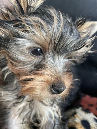 Sehr klein bleibende Yorkshire Terrier Hündin, Welpe, sucht ein neues Zuhause