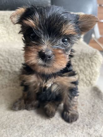 Reinrassige Yorkshire Terrier Welpen suchen ein neues Zuhause