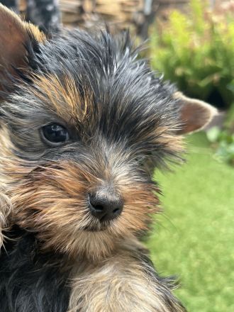 3 reinrassige Yorkshire Terrier Welpen, Hündinnen, suchen ein neues Zuhause