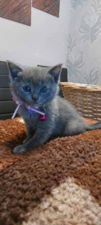 Flauschige BKH Siam Mix Kitten suchen ein neues Zuhause!