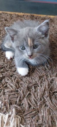 Flauschige BKH Siam Mix Kitten suchen ein neues Zuhause!