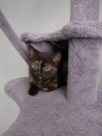 Flauschige BKH Siam Mix Kitten suchen ein neues Zuhause!