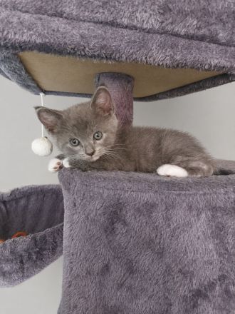 Flauschige BKH Siam Mix Kitten suchen ein neues Zuhause!