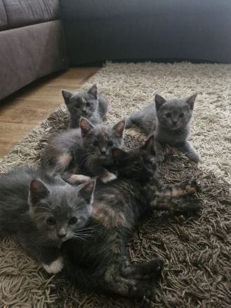 Flauschige BKH Siam Mix Kitten suchen ein neues Zuhause!