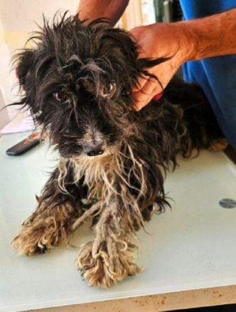 Finja, kleine, 4Jährige, liebe aber zurückhaltende Hündin sucht ein ruhiges Zuhause, 35 cm