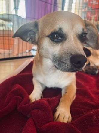 Oskar, lieber, katzenverträglicher kleiner Hund sucht ein neues Für-Immer-Zuhause, 6J, klein