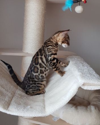 Traumhafte Bengalkatze sucht ihr Körbchen! Die Letzte aus unserem Wurf!