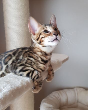 Traumhafte Bengalkatze sucht ihr Körbchen! Die Letzte aus unserem Wurf!