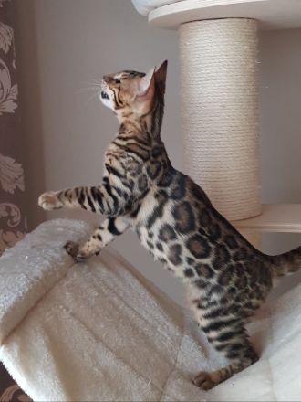Traumhafte Bengalkatze sucht ihr Körbchen! Die Letzte aus unserem Wurf!