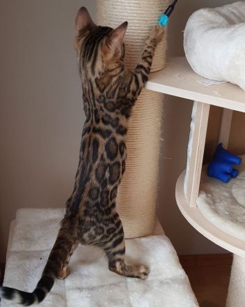 Traumhafte Bengalkatze sucht ihr Körbchen! Die Letzte aus unserem Wurf!