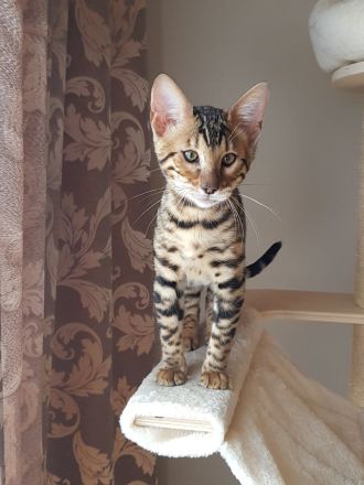 Traumhafte Bengalkatze sucht ihr Körbchen! Die Letzte aus unserem Wurf!