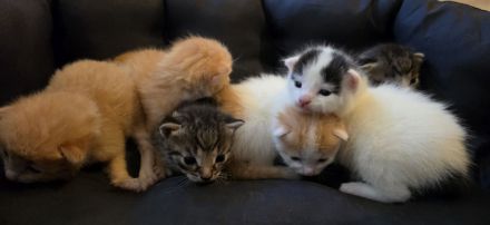 6 zuckersüße Maine Coon Mix Kitten abzugeben (Geb. 30.06.)