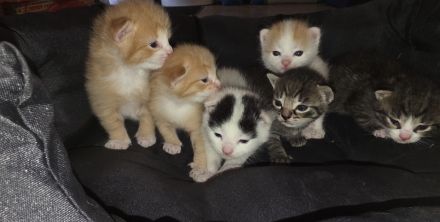 6 zuckersüße Maine Coon Mix Kitten abzugeben (Geb. 30.06.)