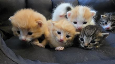 6 zuckersüße Maine Coon Mix Kitten abzugeben (Geb. 30.06.)