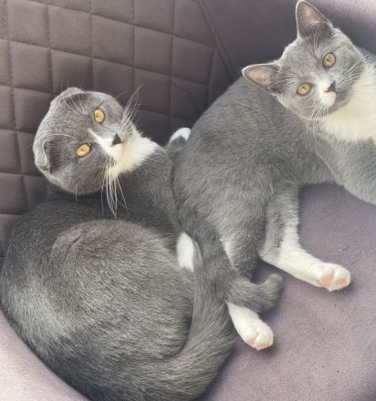 Bkh Katze
