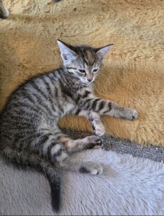 Kitten suchen ein neues Zuhause 🏠❤️
