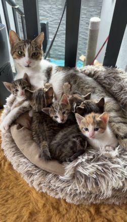 Kitten suchen ein neues Zuhause 🏠❤️