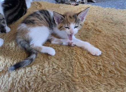 Kitten suchen ein neues Zuhause 🏠❤️