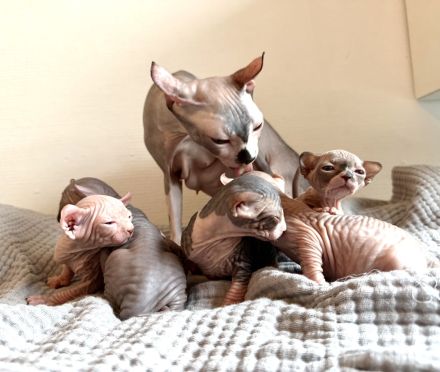 Sphynx kitten