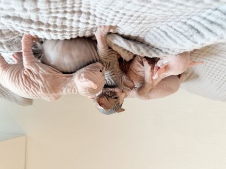 Sphynx kitten