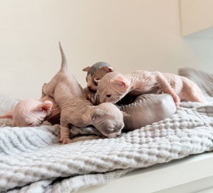 Sphynx kitten