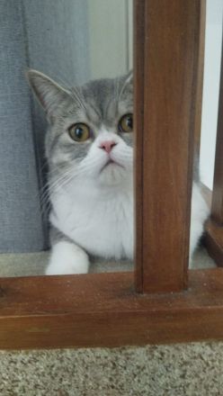 Britisch Kurzhaar (BKH) Kater, 7 Monate, liebevolles Zuhause gesucht ❤️