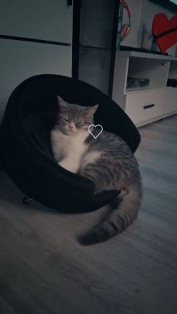 Britisch Kurzhaar (BKH) Kater, 7 Monate, liebevolles Zuhause gesucht ❤️
