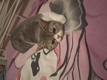 Britisch Kurzhaar (BKH) Kater, 7 Monate, liebevolles Zuhause gesucht ❤️
