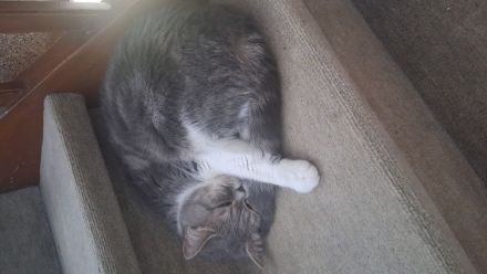 Britisch Kurzhaar (BKH) Kater, 7 Monate, liebevolles Zuhause gesucht ❤️