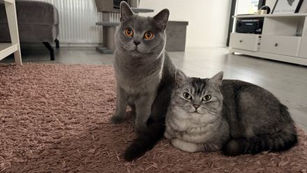 BKH und BKH Mix herzensgute Katzen