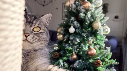 BKH und BKH Mix herzensgute Katzen