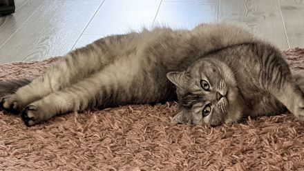 BKH und BKH Mix herzensgute Katzen
