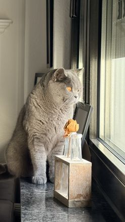 BKH und BKH Mix herzensgute Katzen